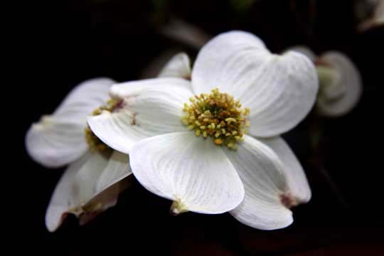 wh_dogwood_ 059