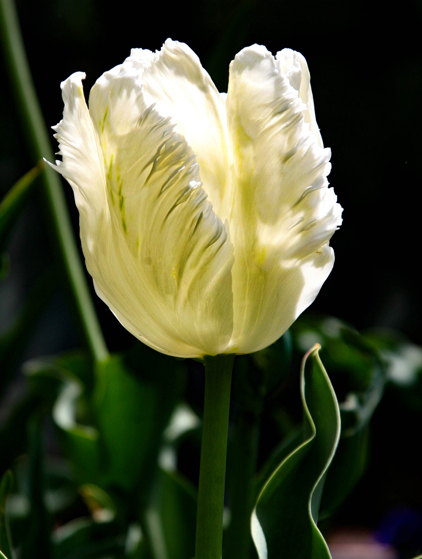 parot tulip in white