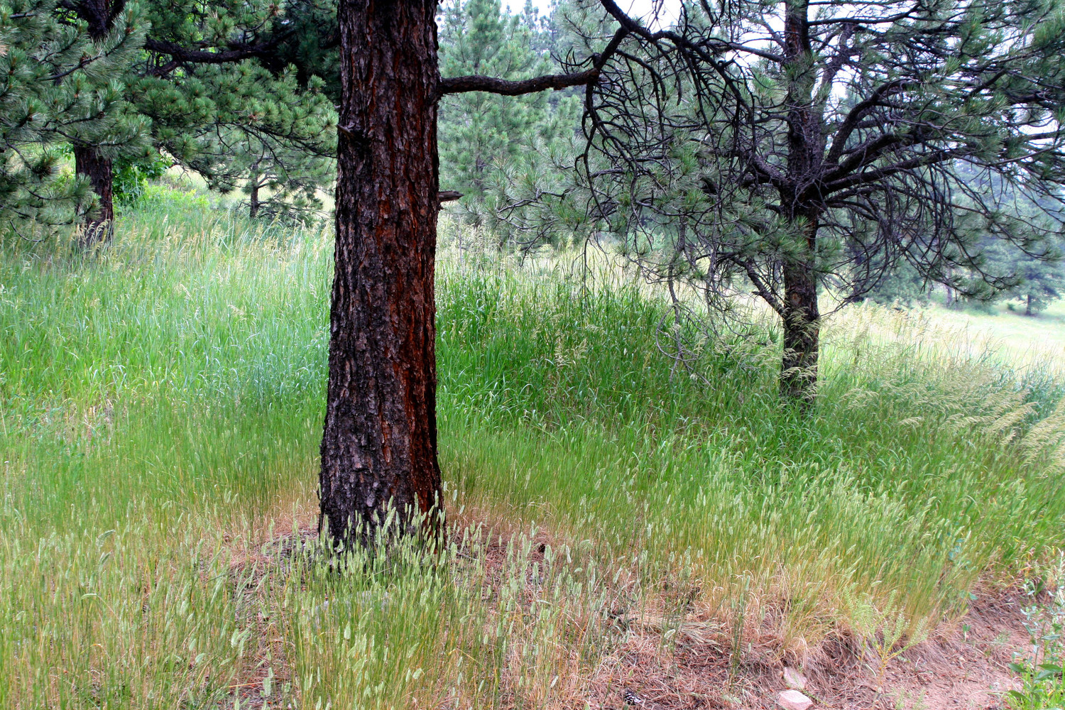 the meadow before the mountain