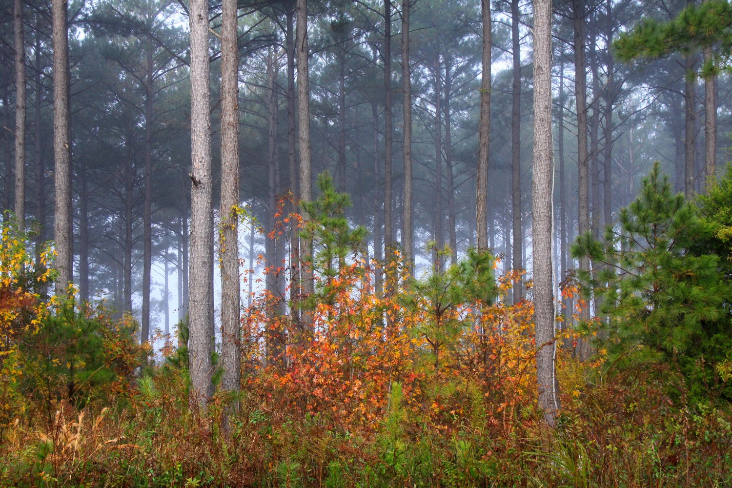 foggy morning in North Carolina