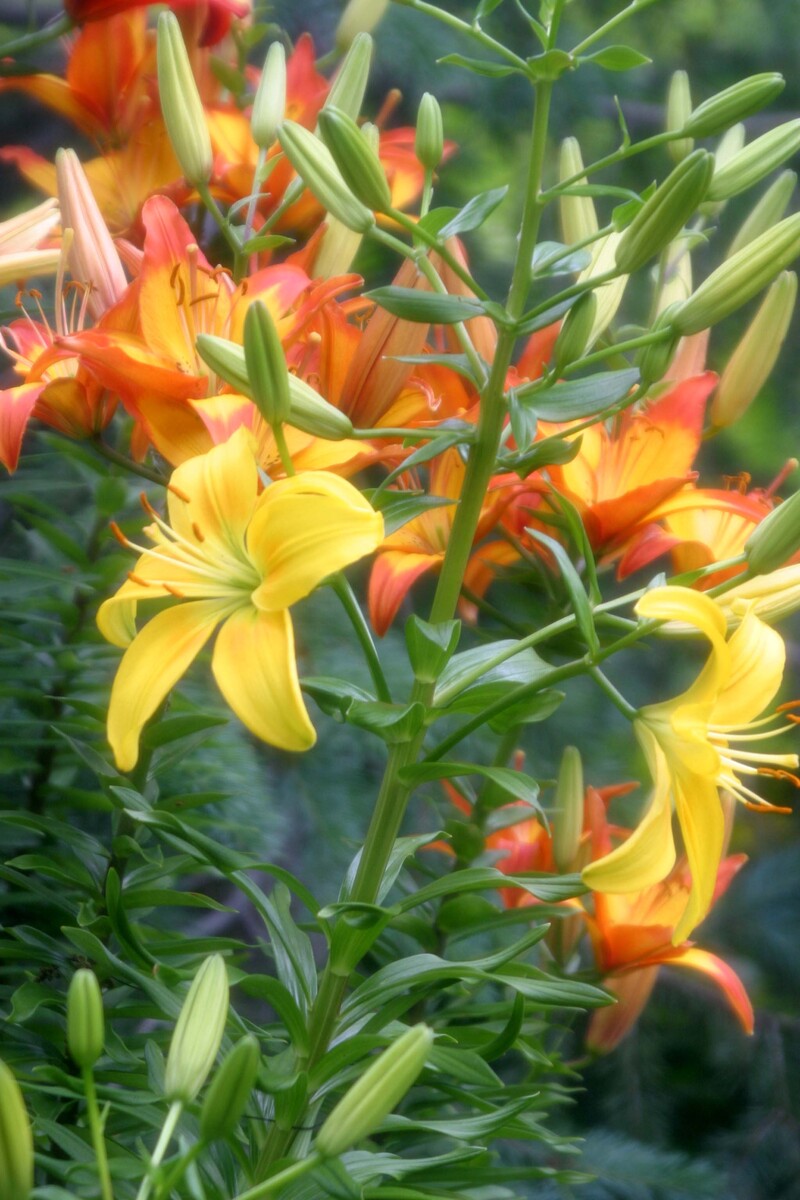 lilies in a bunch