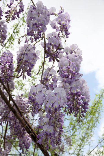 bpu_Wisteria_116