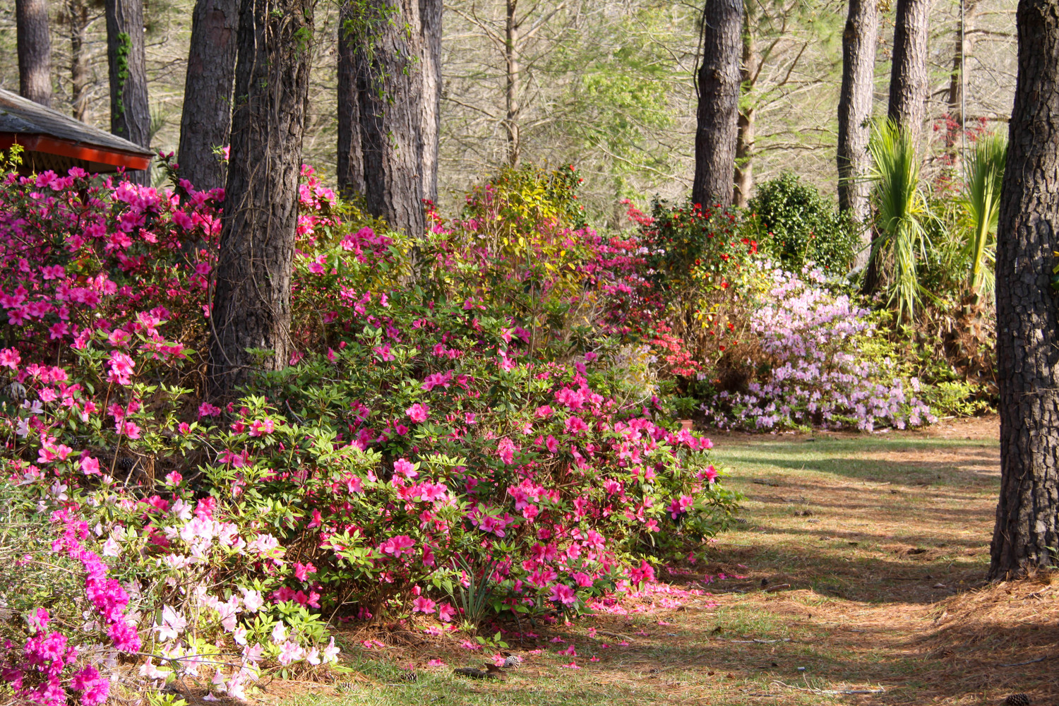 pathways of bloom