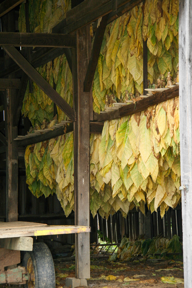 tobacco barn