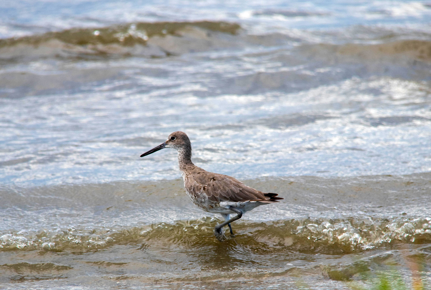 oystercatcher wading