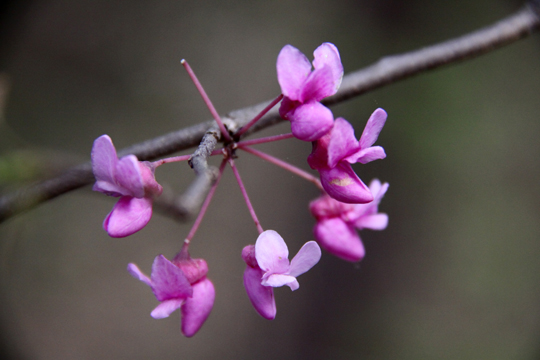 bpu_Crape myrtle 008