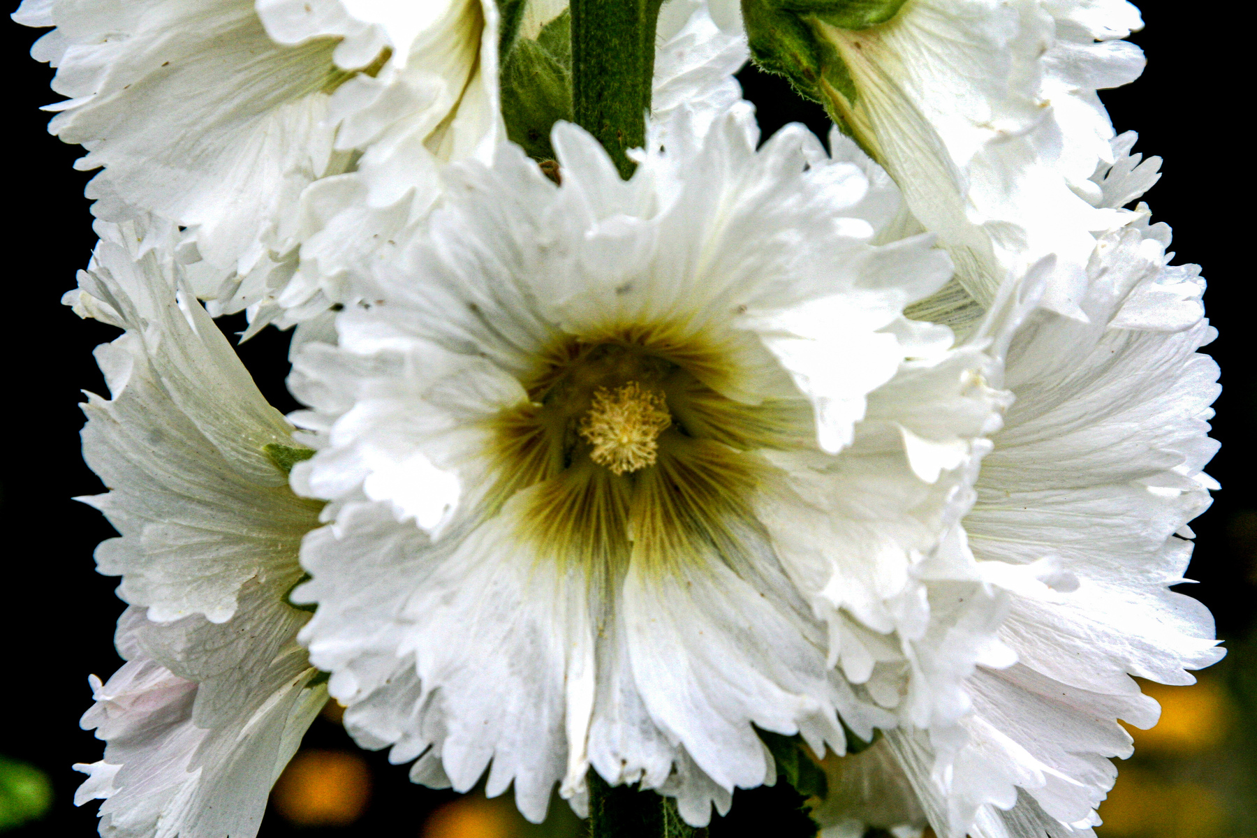 hollyhocks