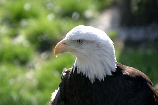 3_bi_bald eagle_5030