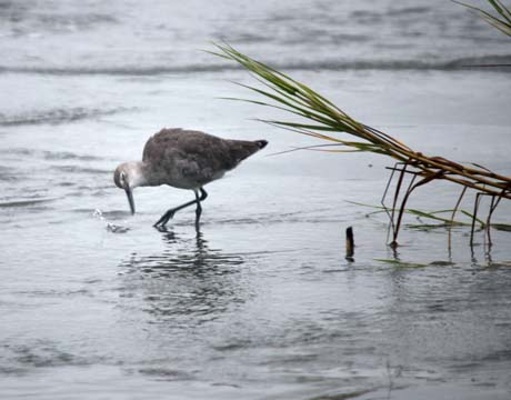 gallery of animals_birds