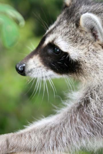 3_rac_raccoon_2336