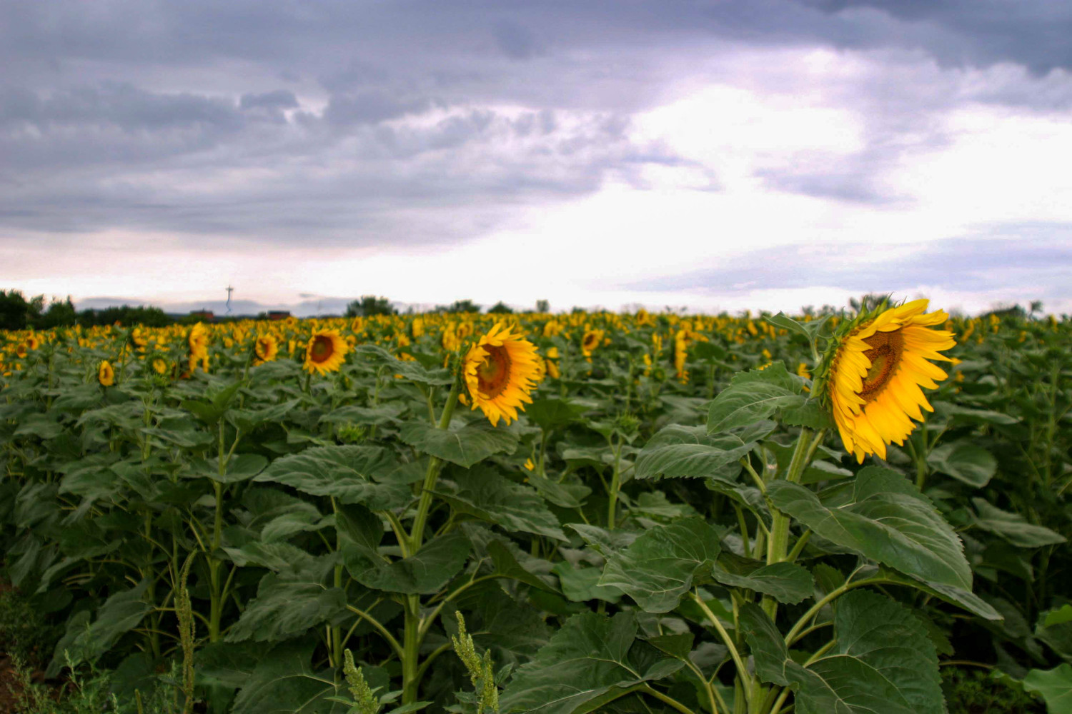 domino fields II