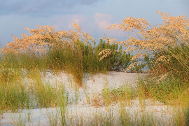 Seaoats_083