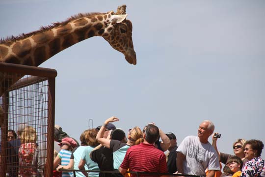 3_gr_giraffe_327