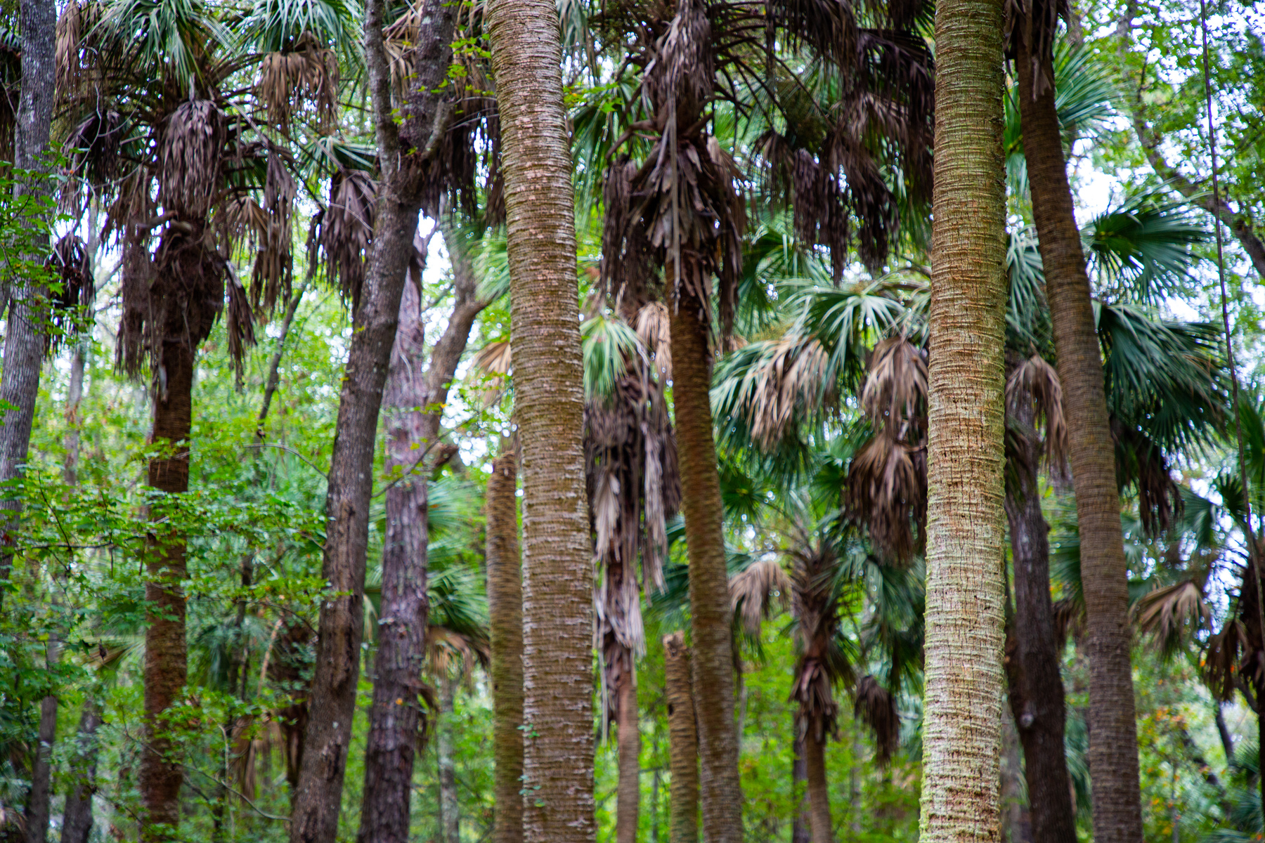 trees in the Forest Preserve