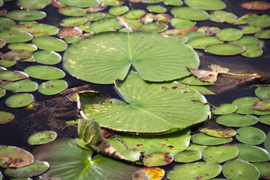 mi_Lilypads_0375