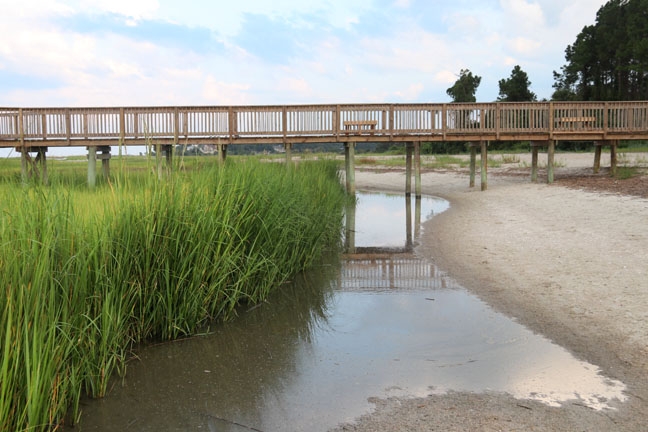 Marshgrass at the shore_010