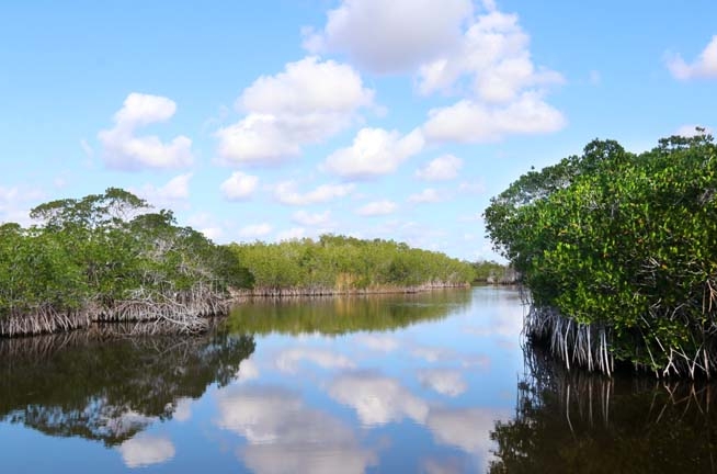 Florida Mangroves_231