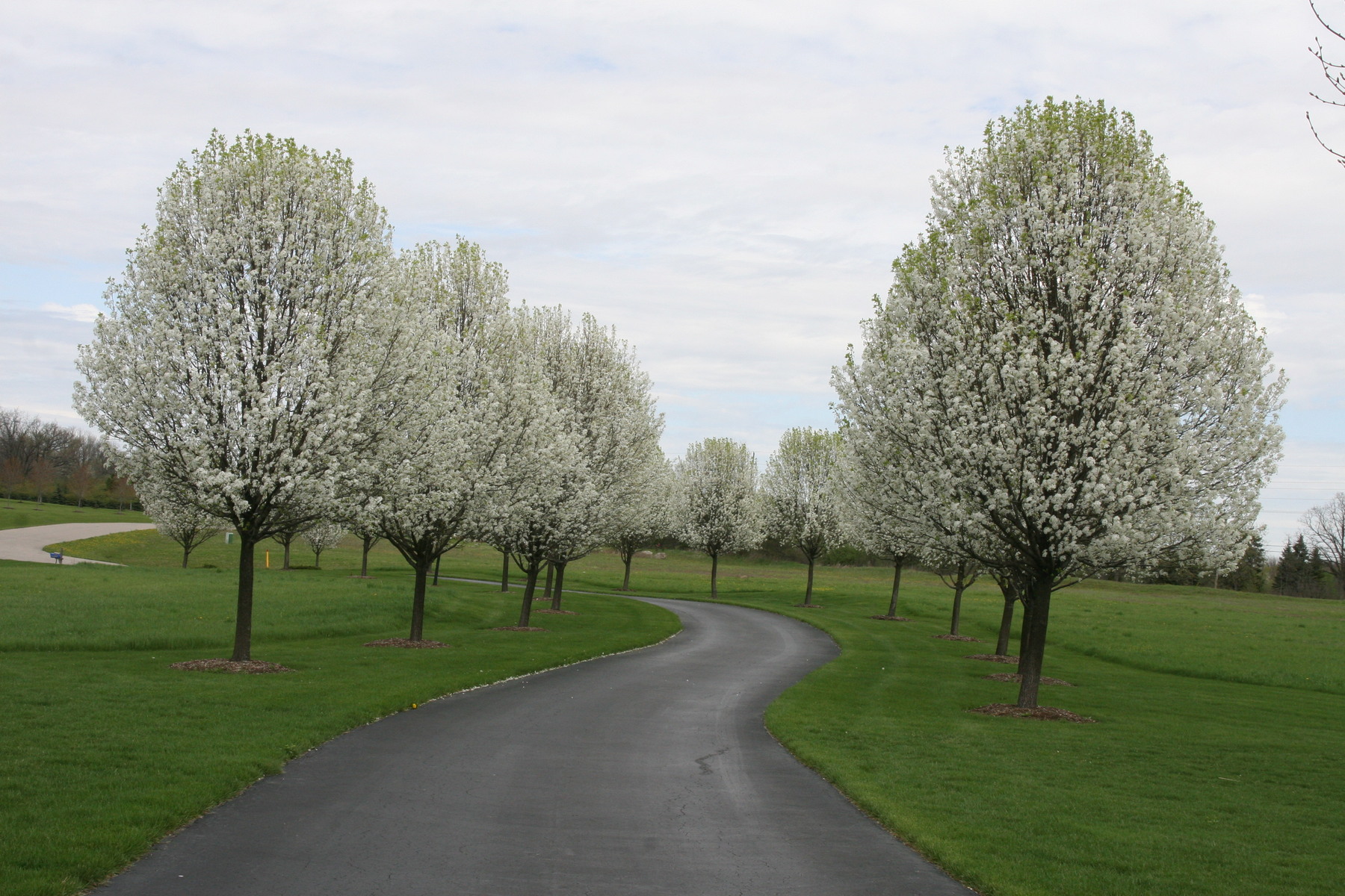 Bradford pears in Dexter