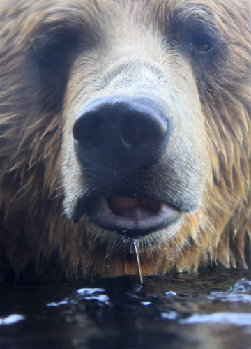 animal zoo gallery