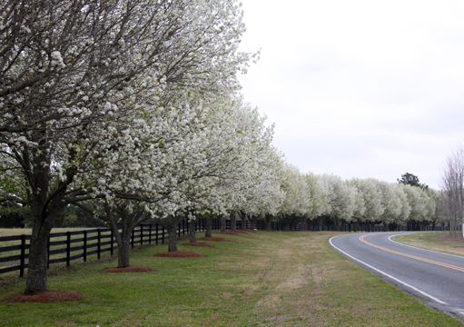 nc_Fence line_021