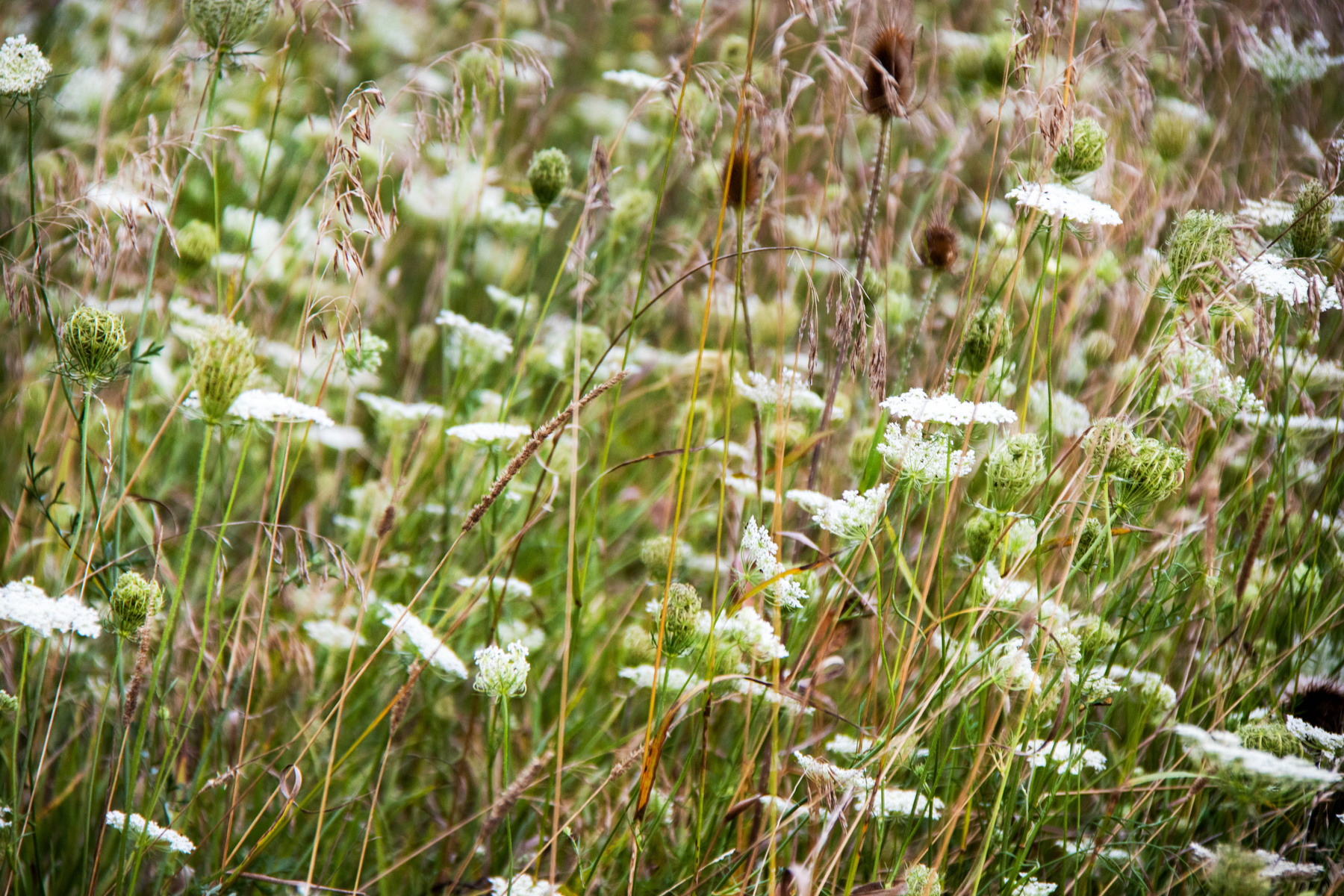 Queen Anne Lace field 1