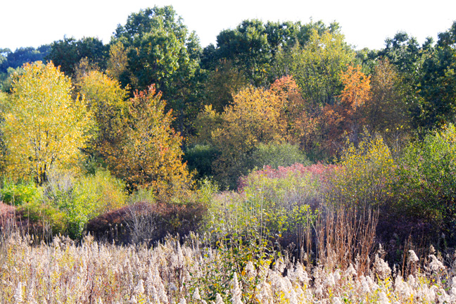 Landscape Gallery/michigan