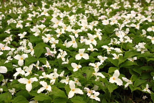 mi_9238 Trillium Field