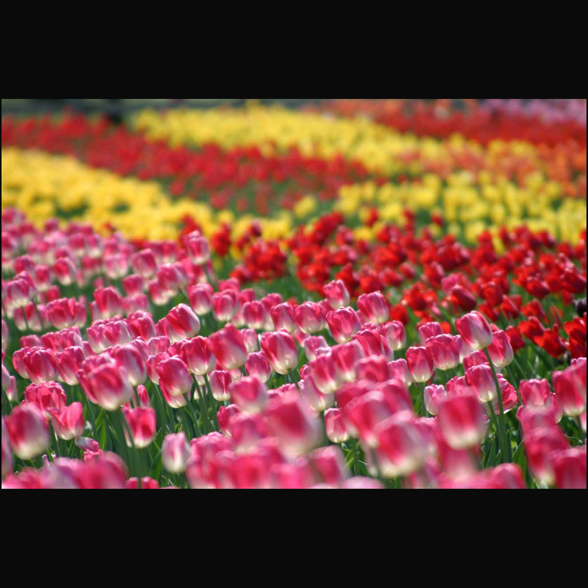 Tulips in Holland II