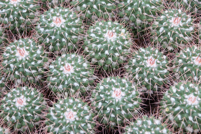 prickly balls