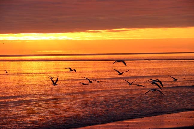 seagulls at sunrise 2