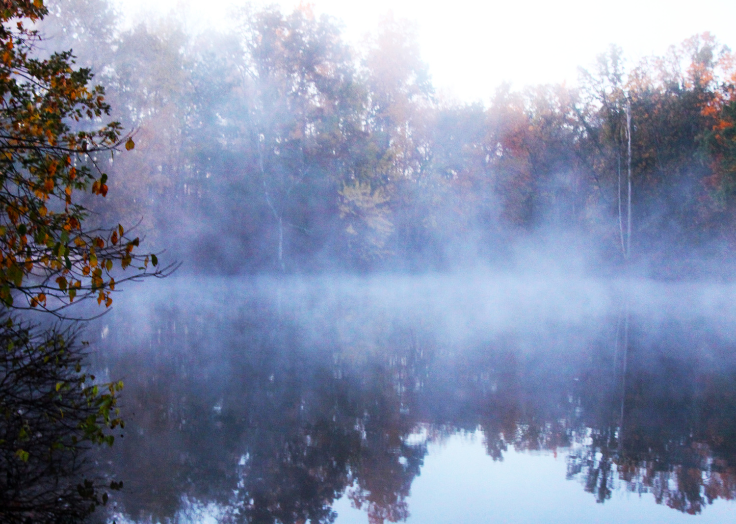 fog on the pond