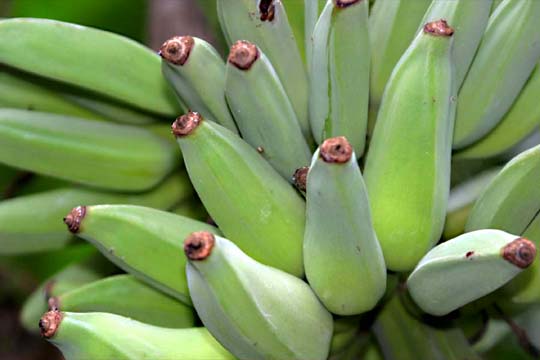 gr_bananas