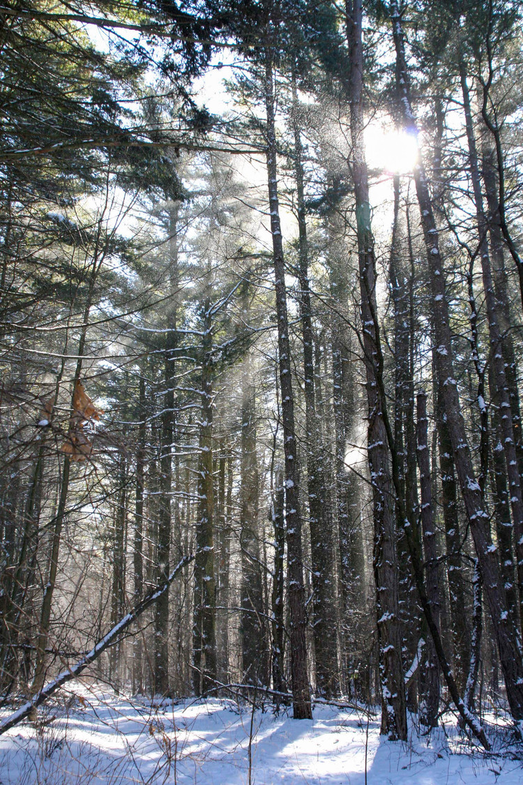 sunlight coming thru the woods