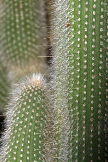 gr_cactus_0251