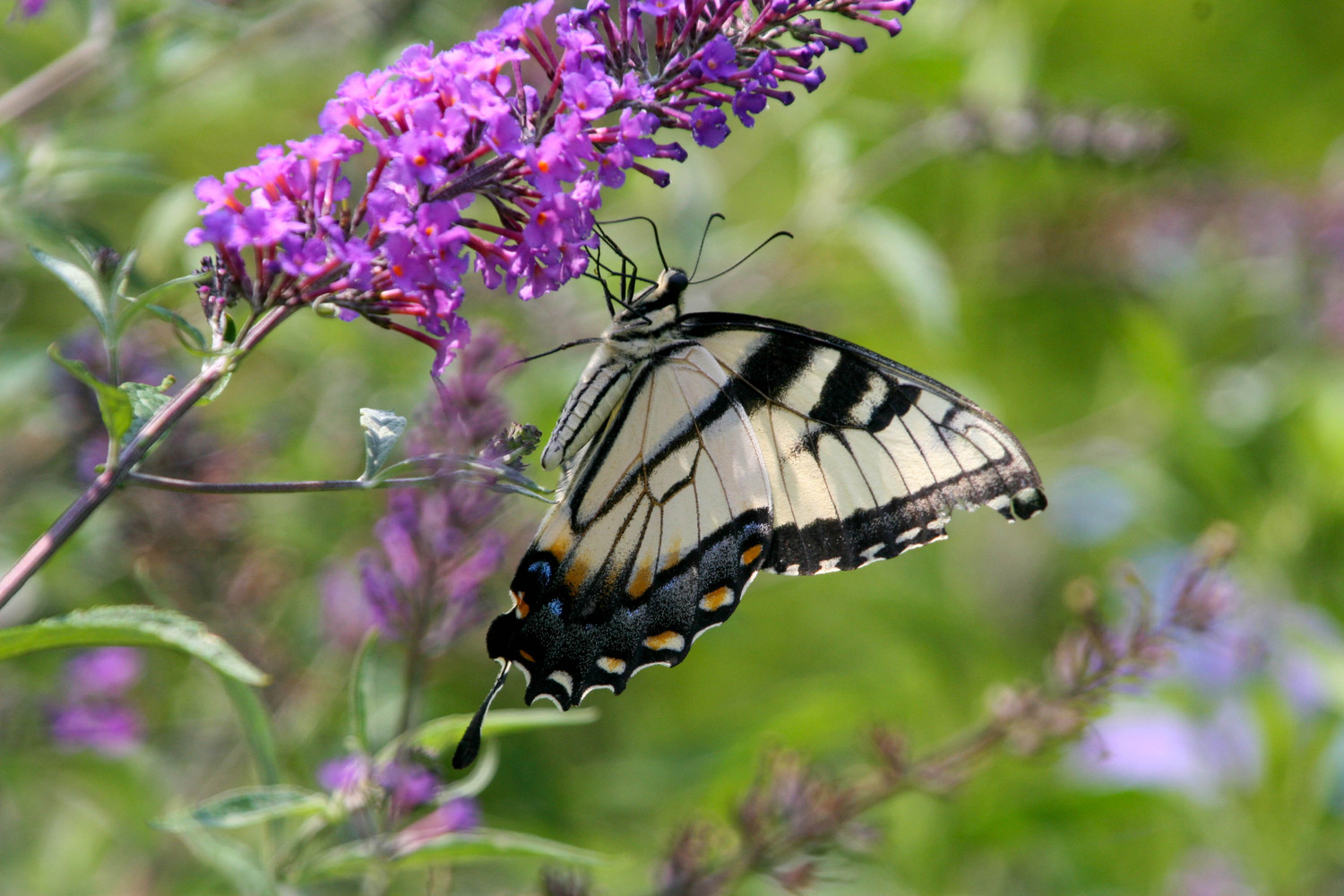 on the butterfly plant