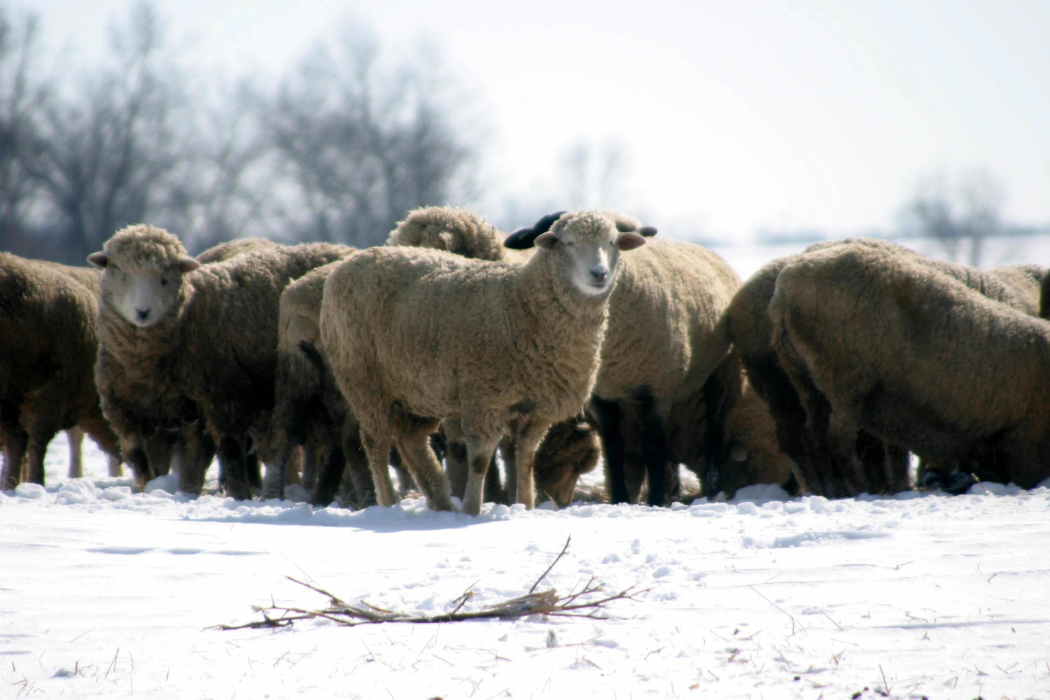 Chelse herd in the snow