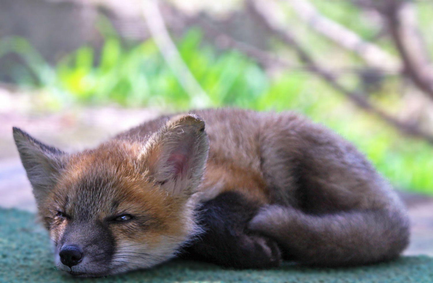 sleepy fox kit