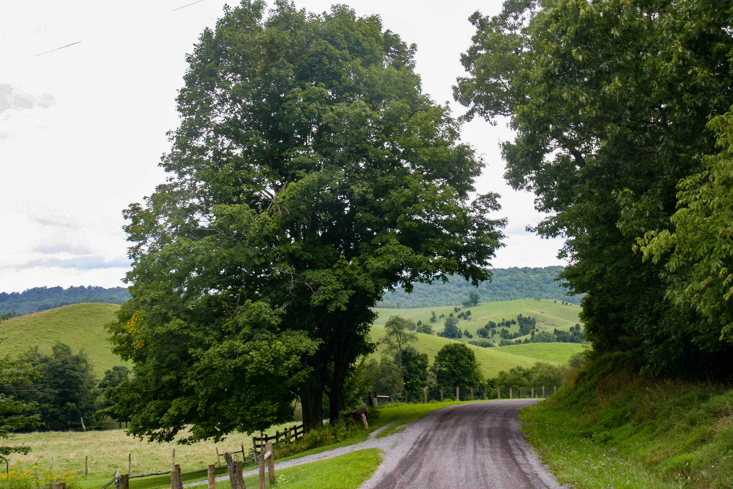 the arbor of trees