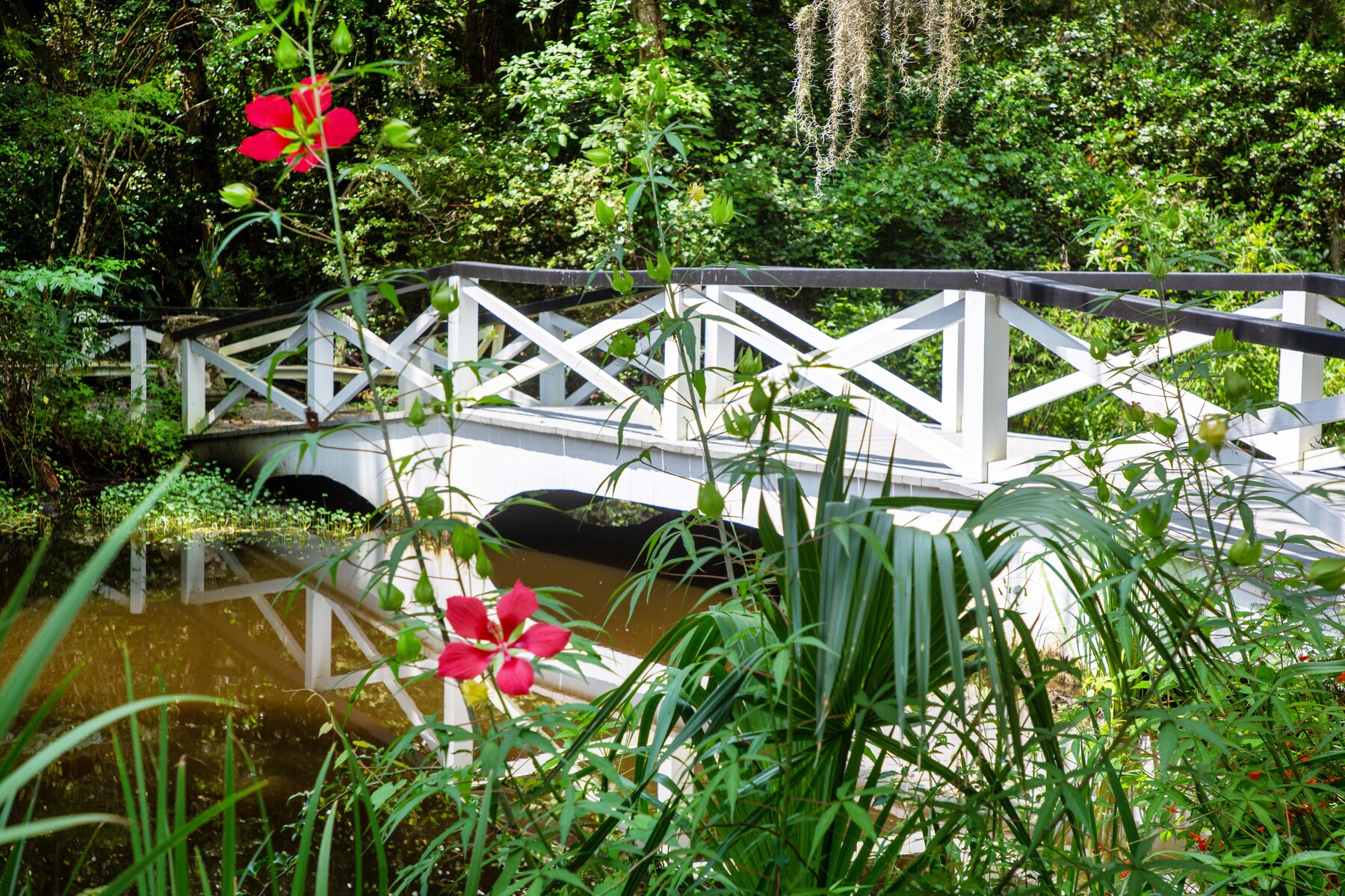 an alligator under that bridge