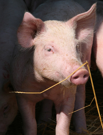 pi_This piggy made a house of straw_0361