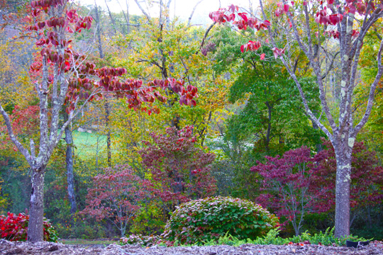 nc_fall color_045