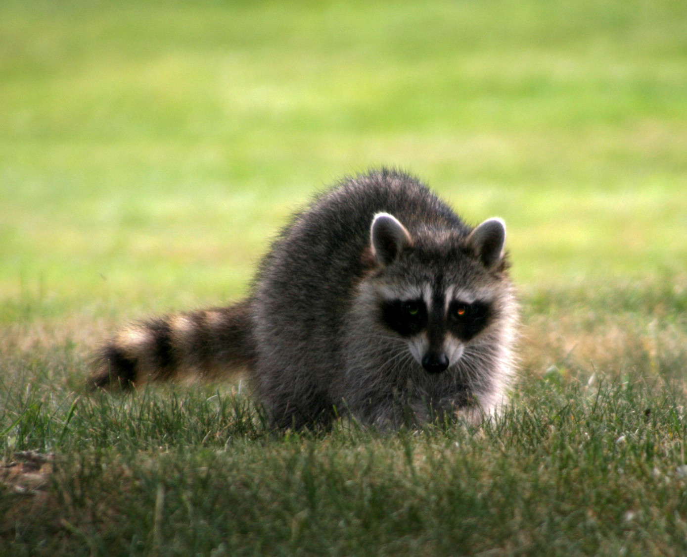 raccoon 3