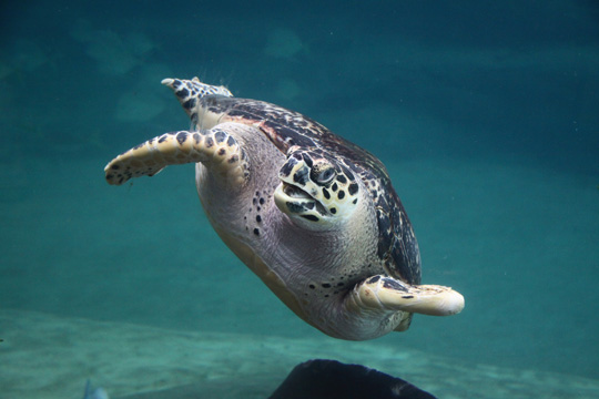 3_tu_sea turtle_199