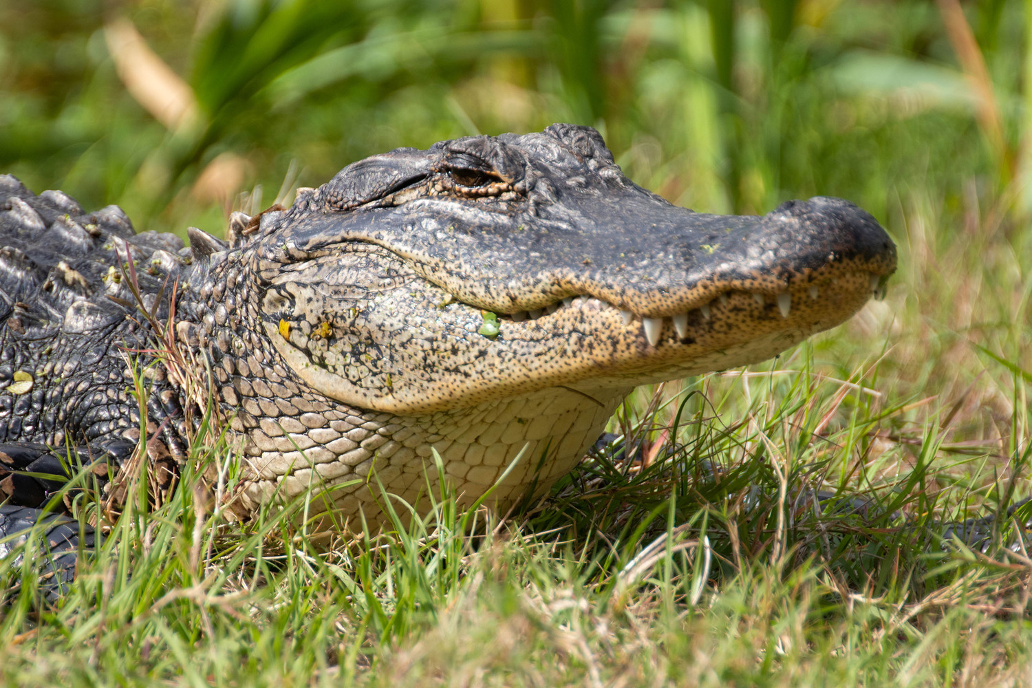 along a walk I met an aligator