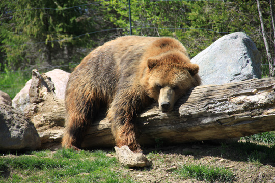 animal zoo gallery