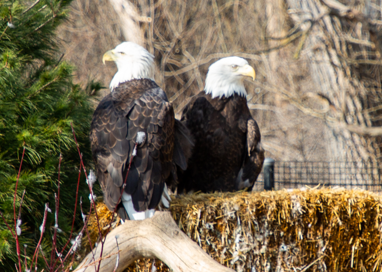 bald eagle II