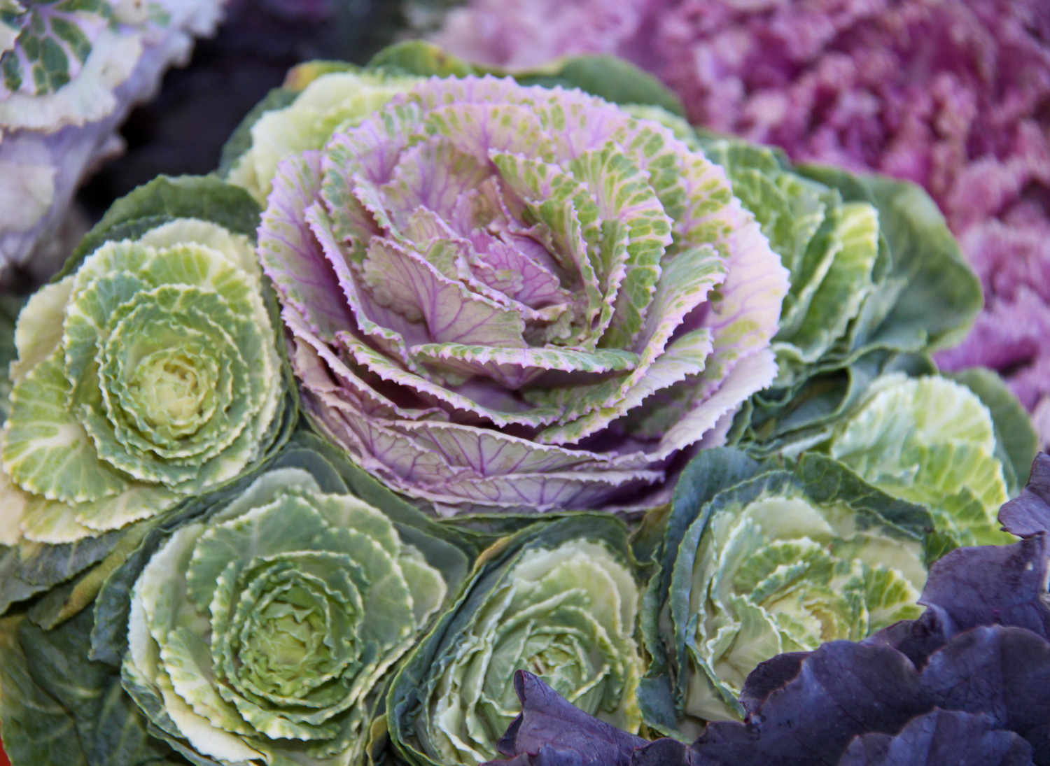 the band of cabbage