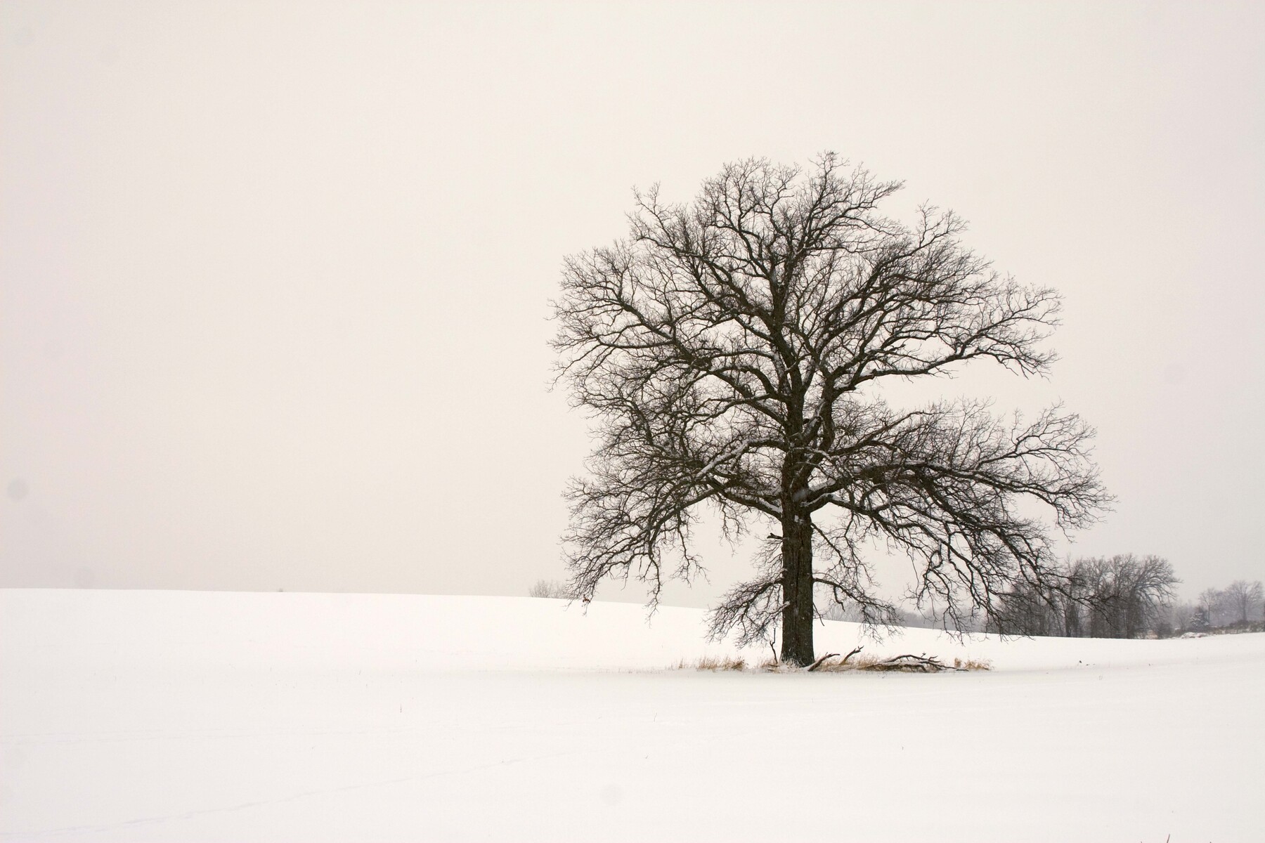 Dexter tree in the farmfield snow