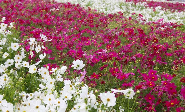 pnk_Fields of Flowers_106