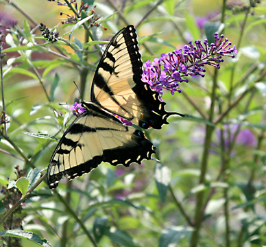 3_in_butterfly resting